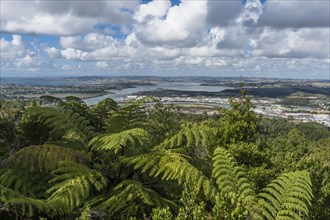 View over Whangarei River with Palm Fern (Cycadales)