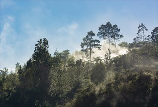 Tropical forest with fog and steam from hot springs