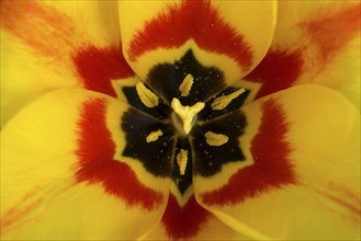 Yellow-red tulip (Tulipa)