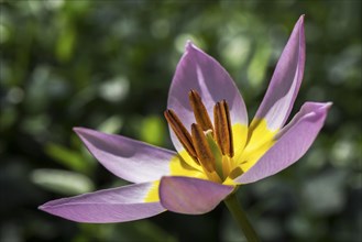 Yellow-purple tulip