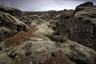 moss-covered lava rock at Thingvellir