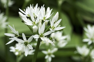 Flower of wild garlic (Allium ursinum)