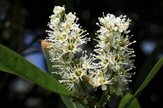 Flowers of cherry laurel (Prunus laurocerasus)