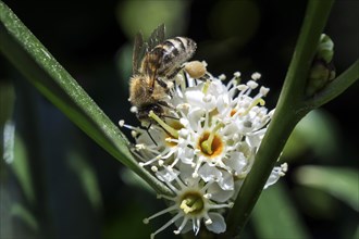 Honey bee (Apis) sitting on flowering cherry laurel (Prunus laurocerasus)