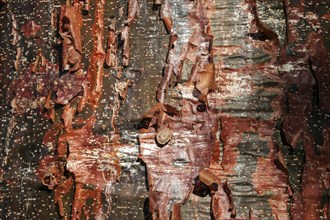 Bark of Almacigo tree