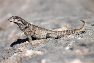 Northern curly-tailed lizard (Leiocephalus)
