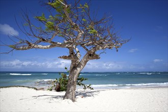 Cristal blue sea and a wind swept tree at Playa Guardalavaca beach