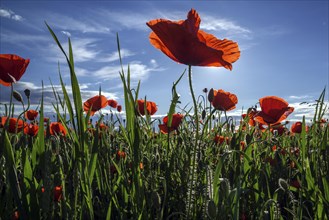 Poppy field