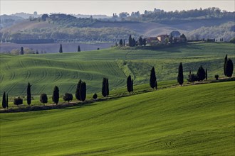 Hilly landscape with wheat fields and cypress trees