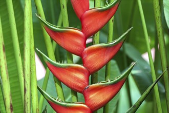 Red flower of Heliconia (Heliconia wagneriana)