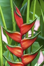 Red flower of Heliconia (Heliconia wagneriana)