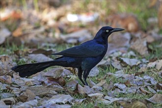 Great-tailed grackle (Quiscalus mexicanus)