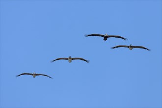Four Brown Pelicans (Pelecanus occidentalis) gliding