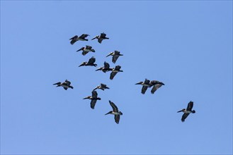 Brown Pelicans (Pelecanus occidentalis) in flight