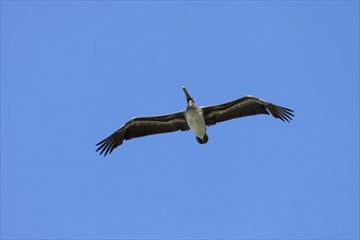 Brown Pelican (Pelecanus occidentalis) gliding