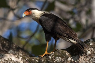 Southern crested caracara (Caracara plancus) sits curiously on branch