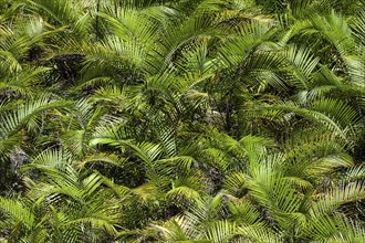 True sago palms (Metroxylon sagu) in the palm grove