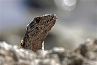 Black spiny-tailed iguana (Ctenosaura similis)