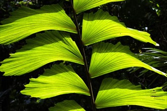 Sheet of fishtail palm (Caryota)