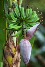 Banana blossom (Musa)