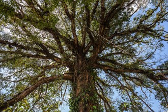Great Silk-cotton tree (Ceiba pentandra)