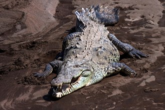American crocodile (Crocodylus acutus) on sandbank at Rio Tarcoles