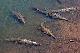 American crocodiles (Crocodylus acutus) rest in the water