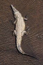 American crocodile (Crocodylus acutus) rests in water