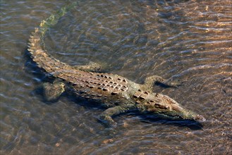 American crocodile (Crocodylus acutus) rests in water