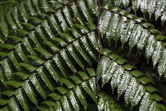Wet fern sheet (Tracheophyta) in cloud forest