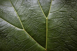 Mammoth leaf (Gunnera insignis) in cloud forest