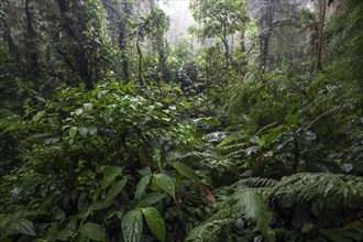 Dense vegetation in cloud forest