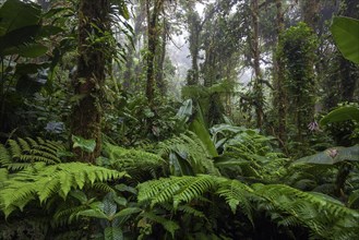 Dense vegetation in cloud forest