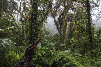 Dense vegetation in cloud forest