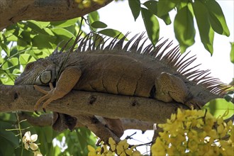 Green iguana (Iguana iguana) lies on a branch
