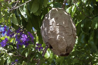 Large wasp nest hangs in a tree
