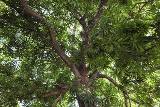 Mango tree (Mangifera indica)