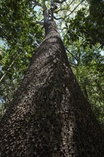 Sandbox tree tree trunk (Hura crepitans)