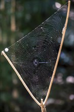 Triangular spider web between a branch fork