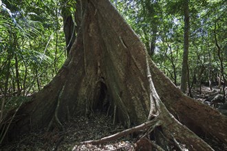 Board roots of a jungle tree in the national park Rincon de la Vieja