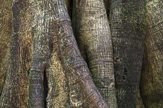 Closely related tree trunks of tropical jungle trees
