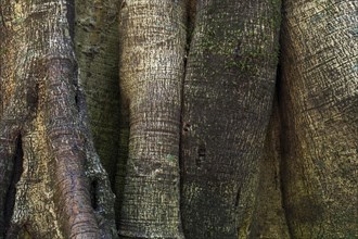 Closely related tree trunks of tropical jungle trees