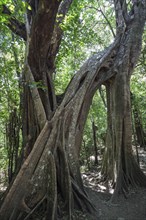 Brettwurzeln der Florida Strangler Fig (Ficus aurea)