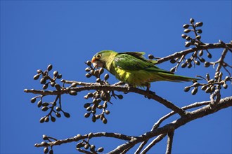 Orange-fronted parakeet (Eupsittula canicularis) sits on a branch