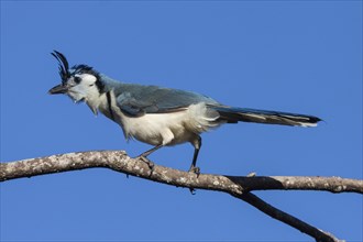 White-throated Magpie-Jay (Calocitta formosa) sits on a branch