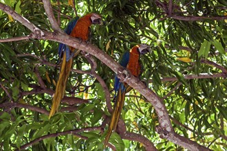 Two Scarlet macaws (Ara macao)