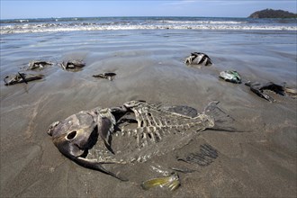 Dead fish lying washed up on the sandy beach