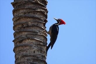 Lineated woodpecker (Dryocopus lineatus) sits on the tree trunk of a palm tree