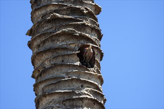 Young Lineated woodpecker (Dryocopus lineatus) looks out of the breeding cave in the trunk of a palm tree