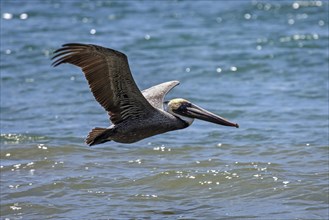 Brown Pelican (Pelecanus occidentalis) in flight above water